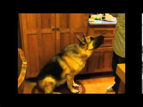 talking dog video bacon|bacon dog video german shepherd.